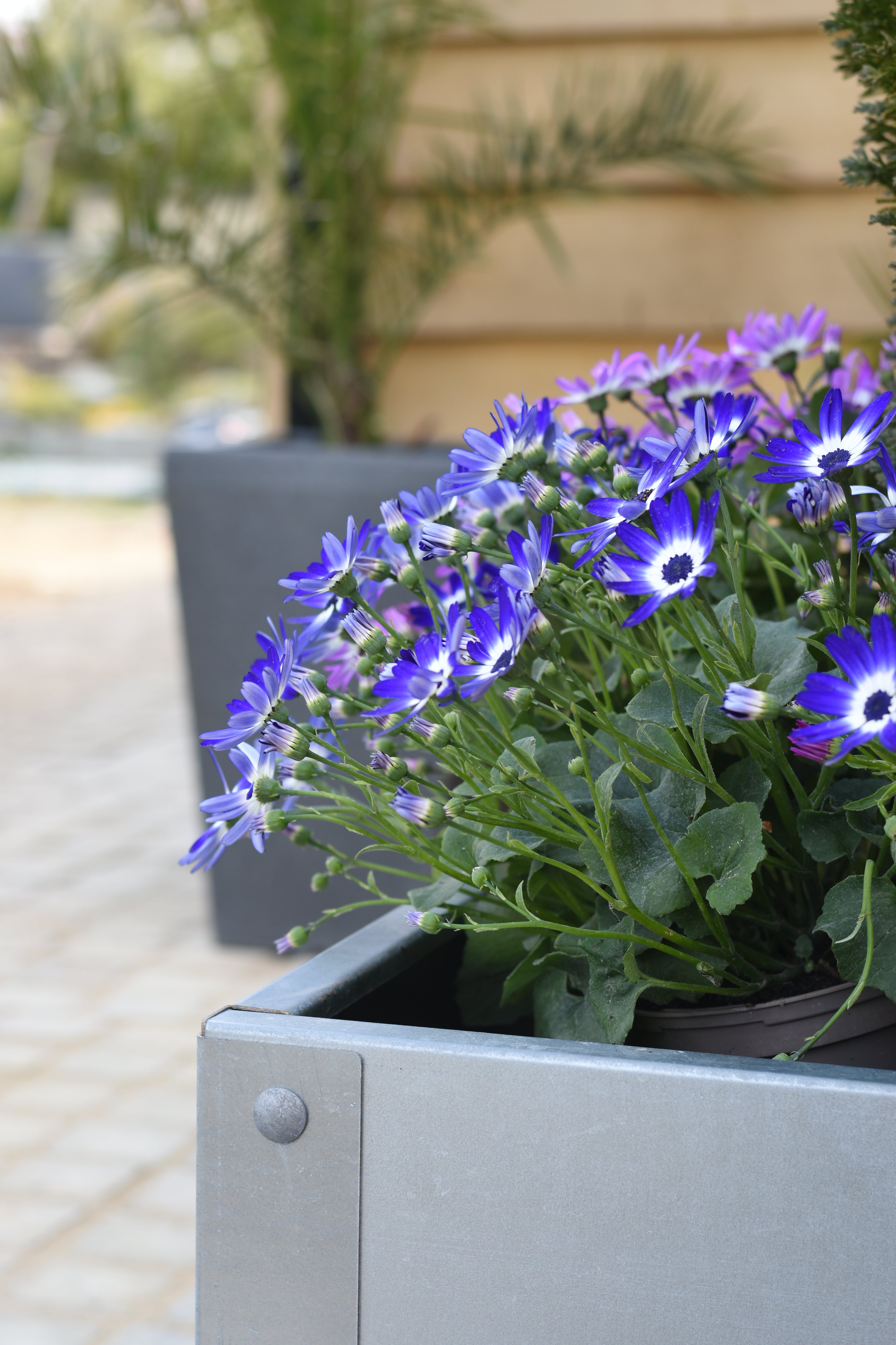 400mm x 400mm Raised Bed